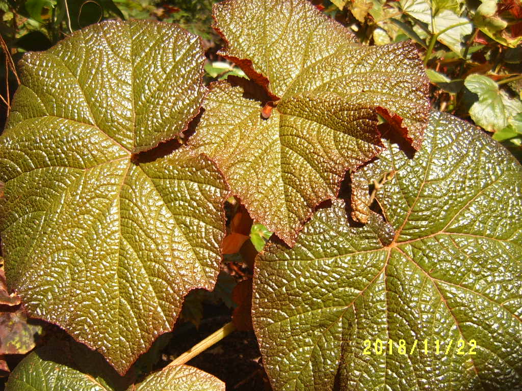 B. ‘Naybor’